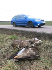 Nejčastěji pracovníci záchranných stanic vyjížděli ke zvířatům sraženým auty.