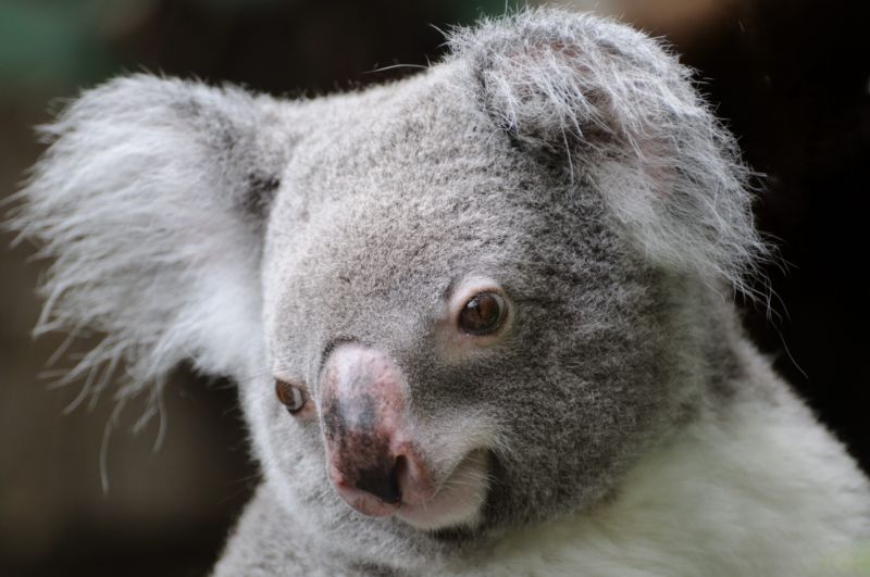 Podobný medvídek koala zemřel v kalifornské zoo (ilustrační foto).