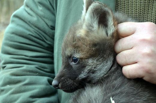 Mláďata vlků budou letos velkým lákadlem zoo.