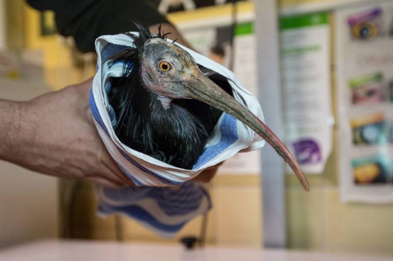 Předposlední odchycený ibis. Předposlední odchycený ibis.