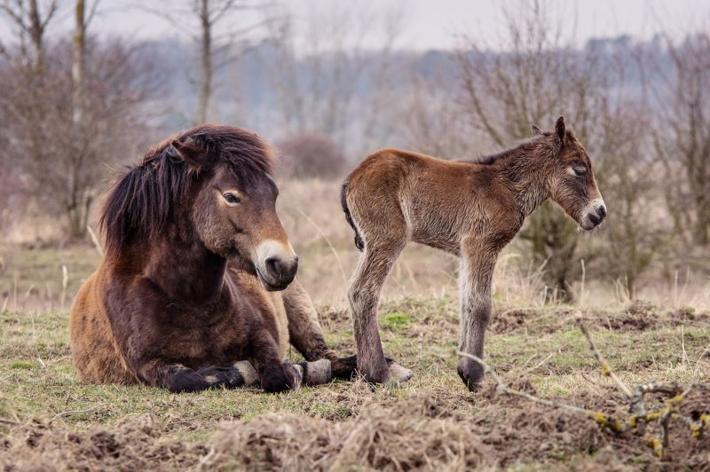 První letošní hříbě divokých koní v Milovicích.