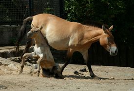 Koně byli masově odchytáváni pro zoo, to přispělo k záchraně druhu před vyhynutím.