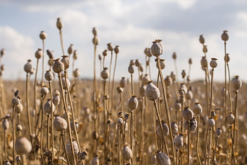 Mák setý (Papaver somniferum). Mák setý (Papaver somniferum).