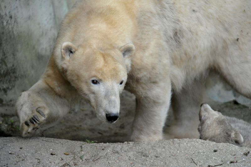 Medvědice Cora z brněnské ZOO.