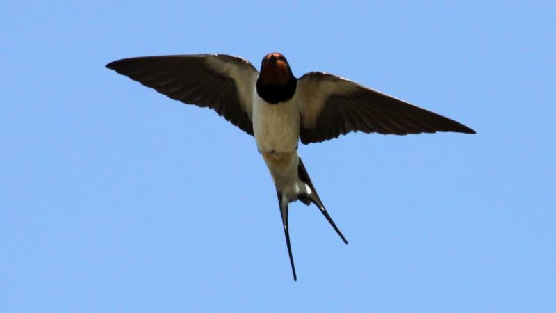 Vlaštovka obecná (Hirundo rustica). Vlaštovka obecná (Hirundo rustica).