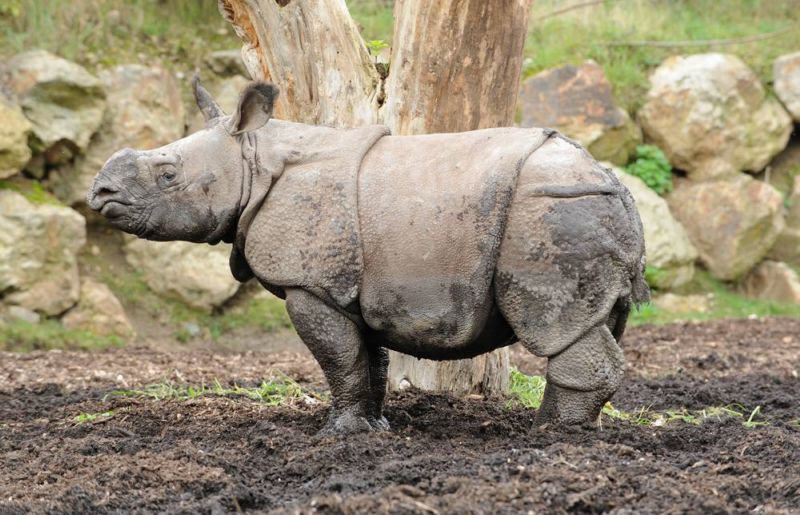 Maruška patří k nejpopulárnějším zvířatům plzeňské zoo.