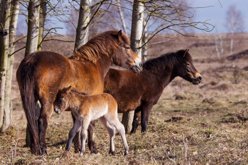 Spolu s přírůstkem z loňského roku jsou nyní v Milovicích již čtyři hříbata.
