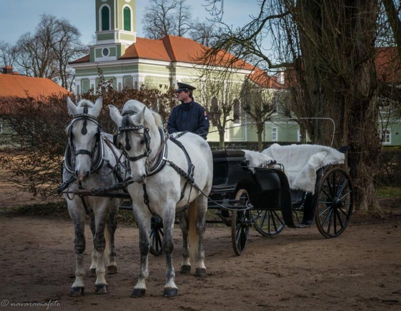 Bělouši zapřažení před zámečkem. Bělouši zapřažení před zámečkem.