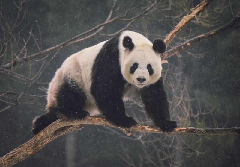 Panda velká (ilustrační foto). Panda velká (ilustrační foto).