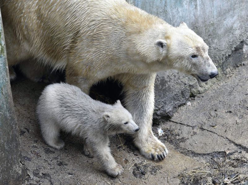 Samička se v brněnské zoo narodila před čtyřmi měsíci. Samička se v brněnské zoo narodila před čtyřmi měsíci.