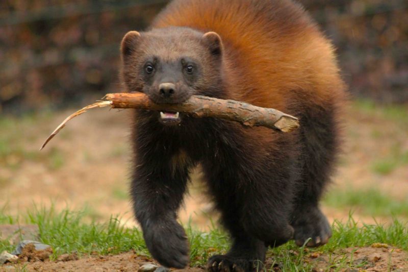 Rosomáky chovají zoologické zahrady ve střední Evropě jen zřídka.
