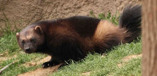 Do záchranného programu pro rosomáky se zapojilo 13 zoologických zahrad.