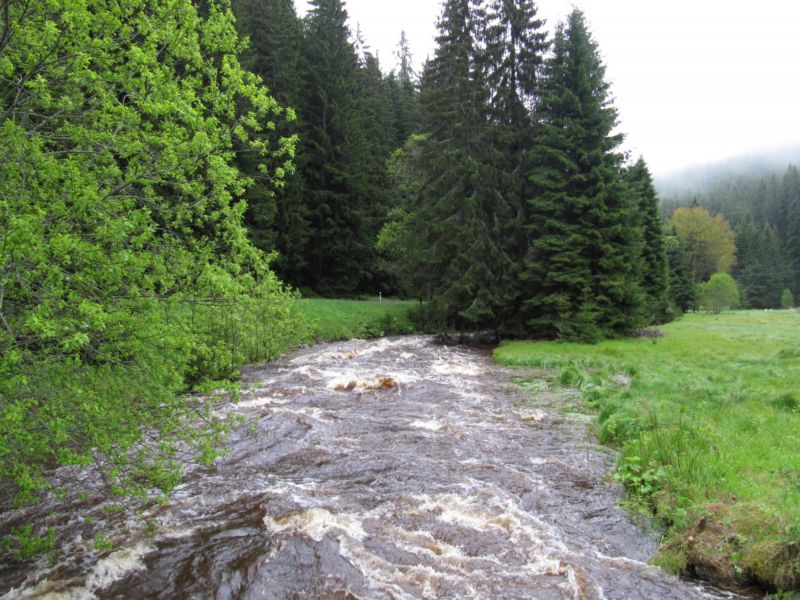 Rozvodněná řeka Teplá Vltava pod obcí Kvilda na Šumavě.