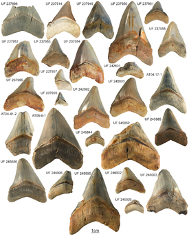 Megalodoní raťafáky. Povšimněte si měřítka dole.