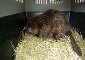 Bobr v Česku stále patří mezi ohrožené živočichy.