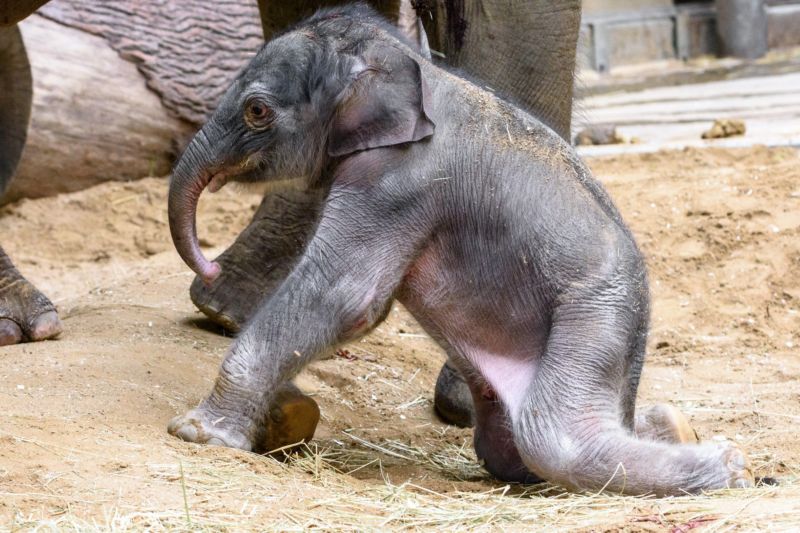 Novorozený sameček je prvním slůnětem pražské zoo, které zde bylo i počato.