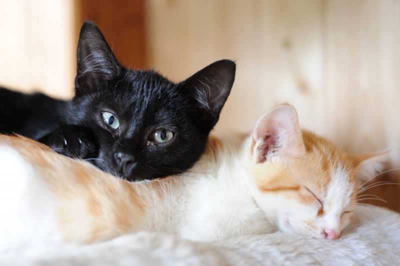 Součástí veletrhu For Pets bude i umisťovací výstava koček z útulku.
