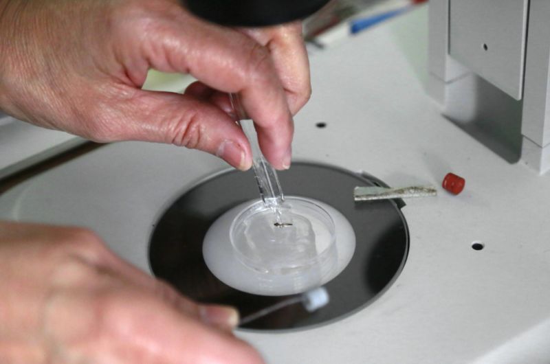 Žlutou zimnici šíří stejný druh komára, který přenáší i virus zika.