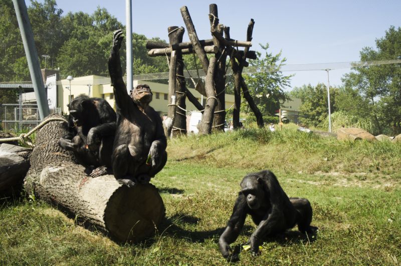Šimpanzí samci mají doplnit tři nové samice, v zoo tak vznikne nová chovná skupina.