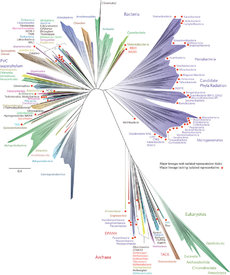 Nejnovější evoluční strom všeho živého. Červené tečky označují skupiny, z nichž znají vědci jen DNA (Viz text.).