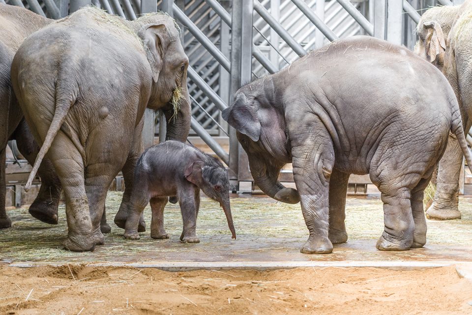 Sloní přírůstek v pražské zoo.