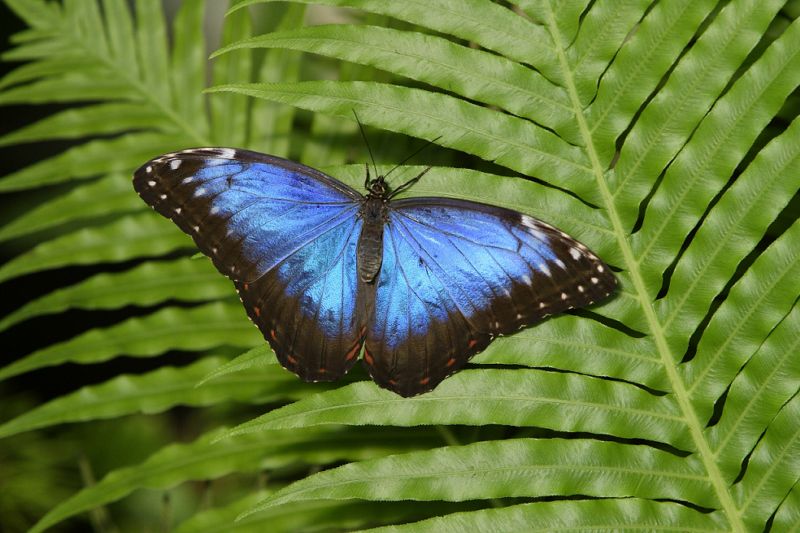 Morpho peleides.