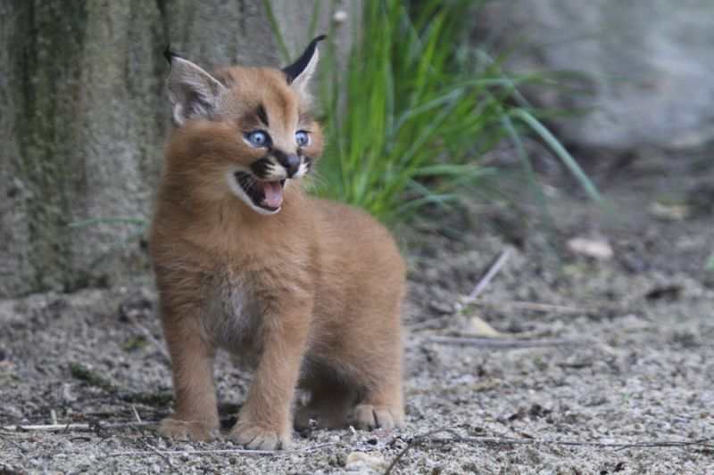 Tři mláďata karakalů se v zoo Dvůr Králové narodila 15. března.