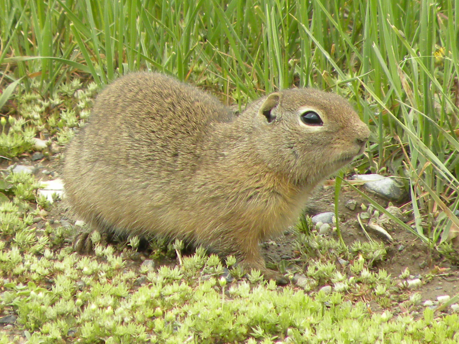 Sysel Urocitellus elegans.
