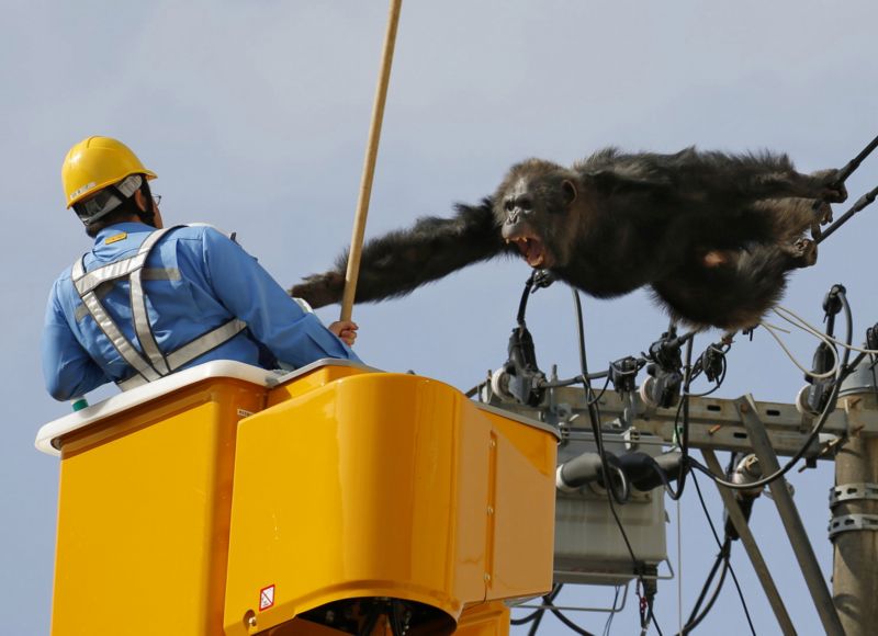 Z japonské zoo utekl šimpanz jménem Čača.