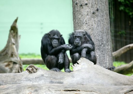 Nový přírůstek do Ostravské zoo, se pomalu zabydluje.