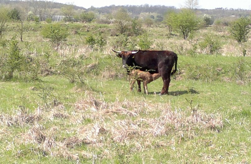 Mládě se ihned po porodu pokoušelo postavit na nohy.