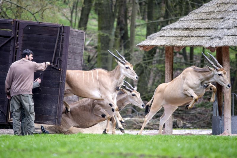 Chovatelé stěhovali do areálu safari antilopy losí.