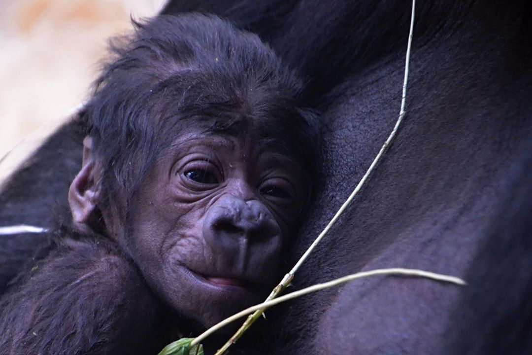 Vzácný přírůstek pražské zoo.