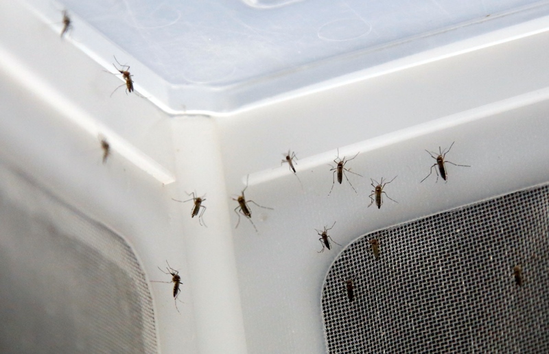 Korejci se budou bránit proti komárům přenášejícím virus zika.