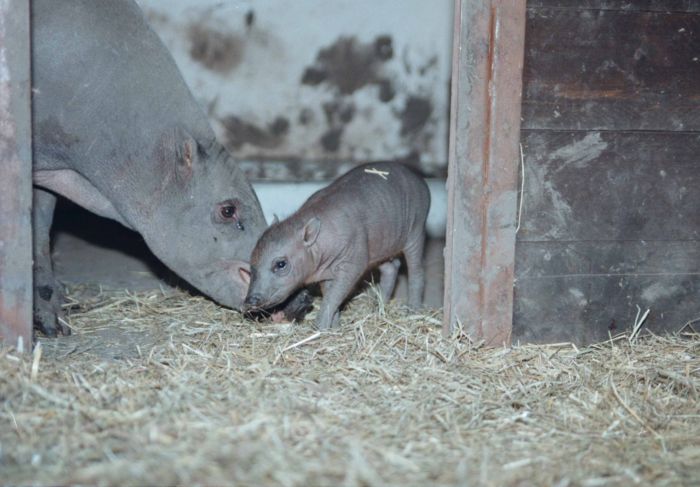 Babirus celebeský.