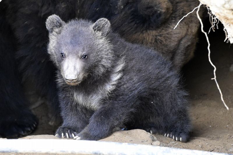Medvídě se v zoo narodilo již koncem ledna.