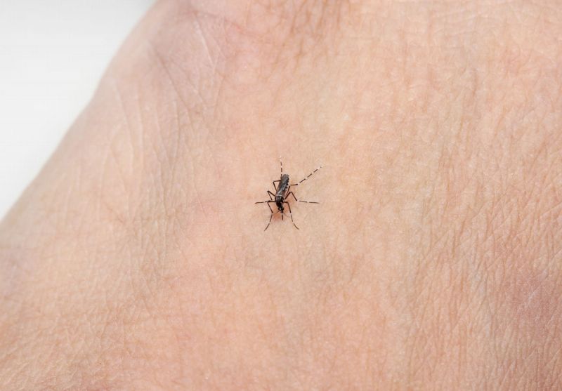 Zika (ilustrační foto).