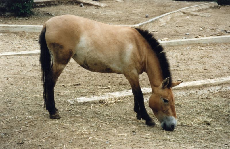 Pražská zoo dlouhodobě organizuje návrat koní Převalského do mongolské přírody.