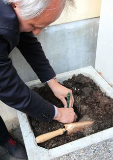 Na snímku starosta Litoměřic Ladislav Chlupáč sází vinnou révu.