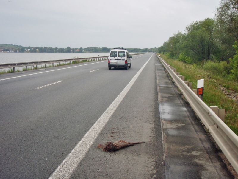 Mrtvá vydra, snímek z českých silnic. Mrtvá vydra, snímek z českých silnic.