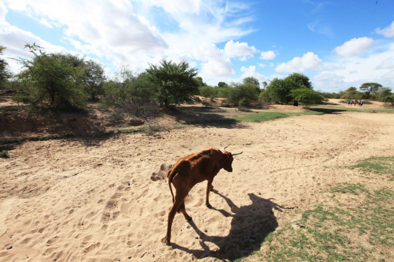 Zimbabwe čelí jednomu z nejhorších období sucha v dějinách.