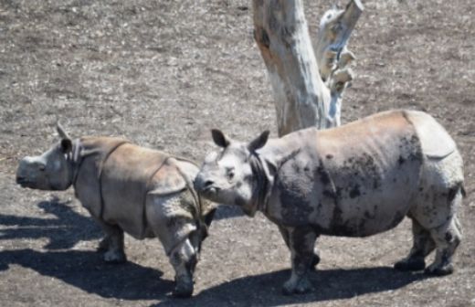 Nosorožci v plzeňské zoologické zahradě.