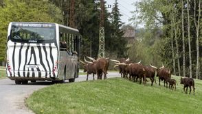 Projížďka v safaribusu.