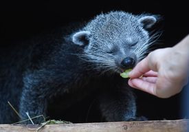 Binturong je největší cibetkovitá šelma z Asie.