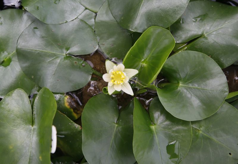 Ohrožený druh leknínu Nymphaea Thermarum. Ohrožený druh leknínu Nymphaea Thermarum.