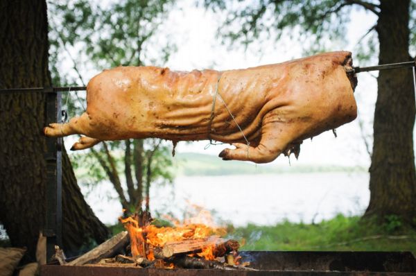 Na slavnostních hostinách nechybělo kančí (ilustrační foto).