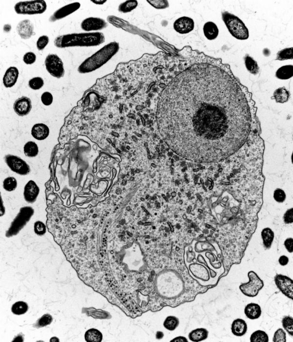Pražští vědci objevili prvoka žijícího ve střevech obratlovců, který dokáže fungovat i bez mitochondrií.