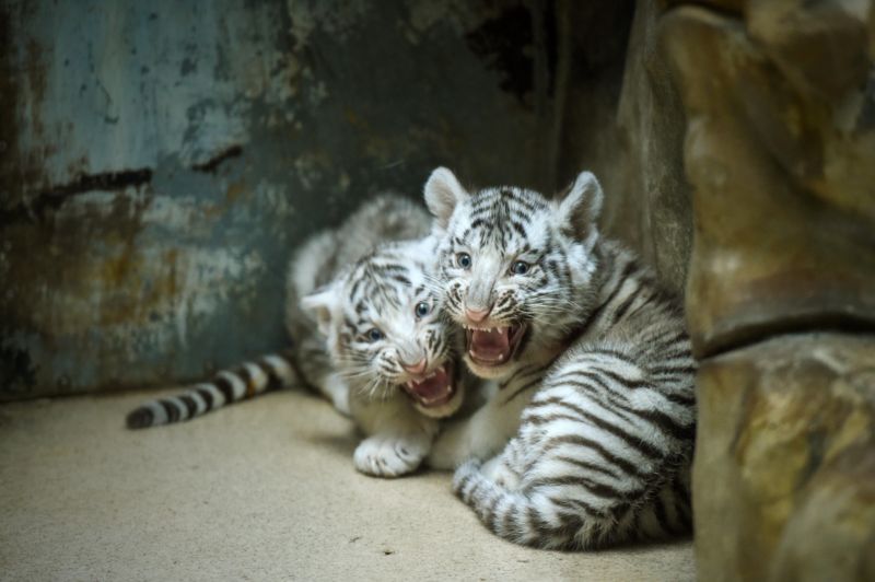 Mláďata bílých tygrů čekají křtiny, liberecká zoo odtajní jejich jména.