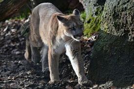 Obyvatele polské obce Gościno zase před několika lety ohrožovala puma, která utekla pašerákovi zvířat (ilustrační foto).