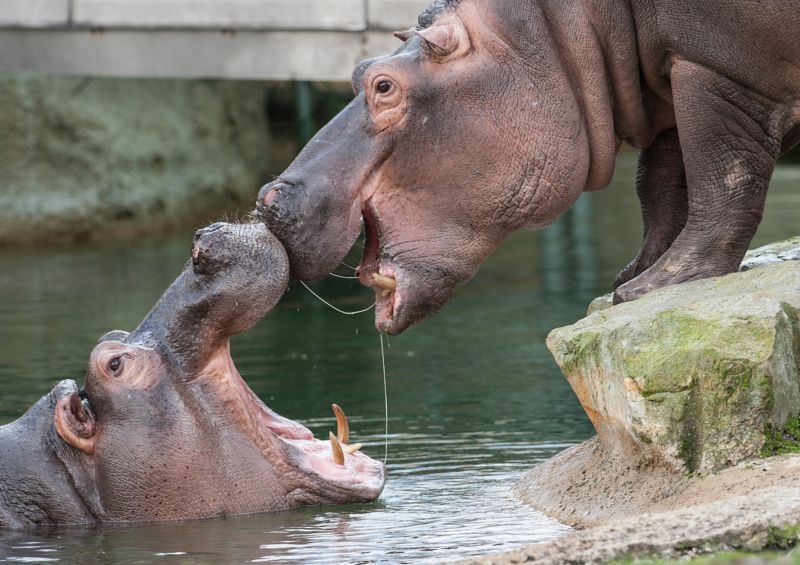 Do dvorské zoo dorazí hroší samice z Belgie a Dánska (ilustrační foto).